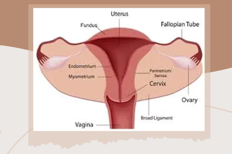 The Uterus